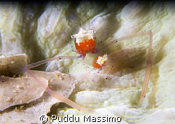 nikon d2x 60mm macro by Puddu Massimo 